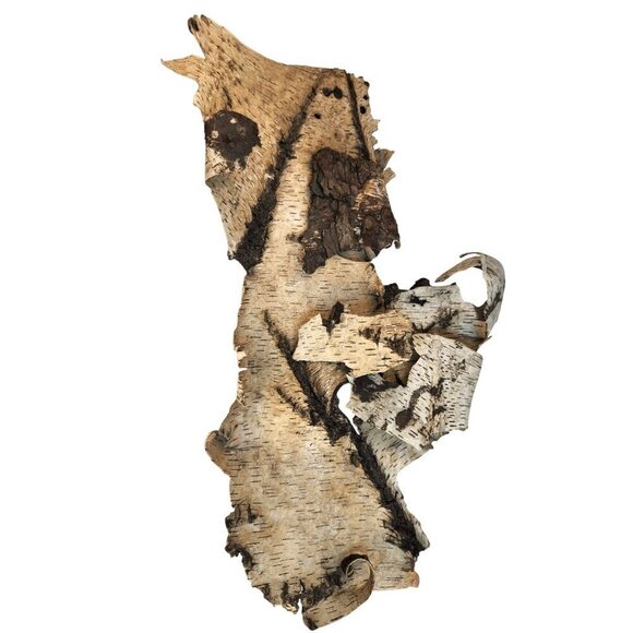 Birch Tree Bark Sheets For Craft & Decor, about 26 x 19 inches - Picture 1 of 9